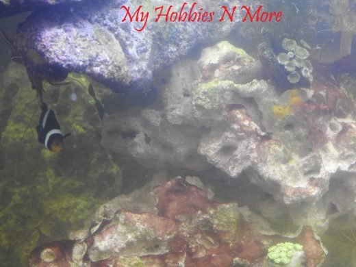 40 gallon marine tank 1