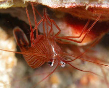 peppermint-shrimp