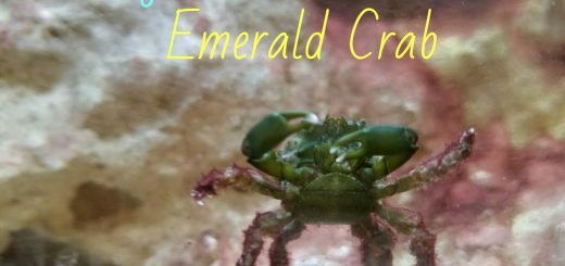 emerald-crabs