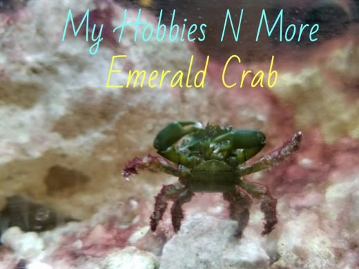 emerald-crabs