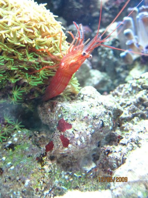 peppermint-shrimp