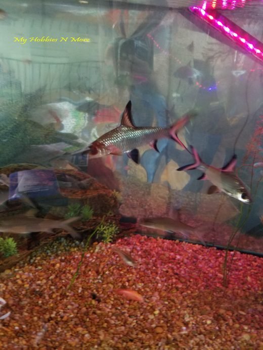 Bala Shark