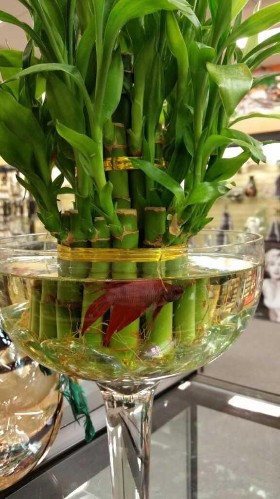 Bamboo and Betta