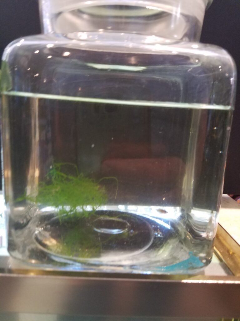 Guppies Plant Jar