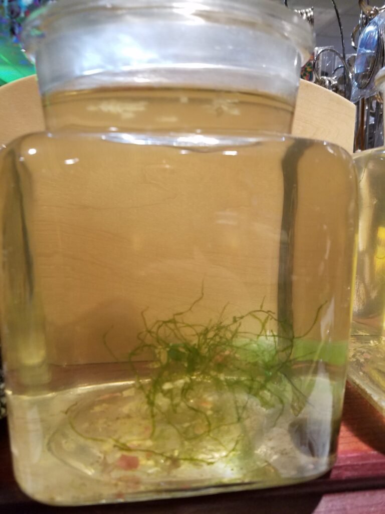 Moss-Plants-in-Jar-with-Guppies